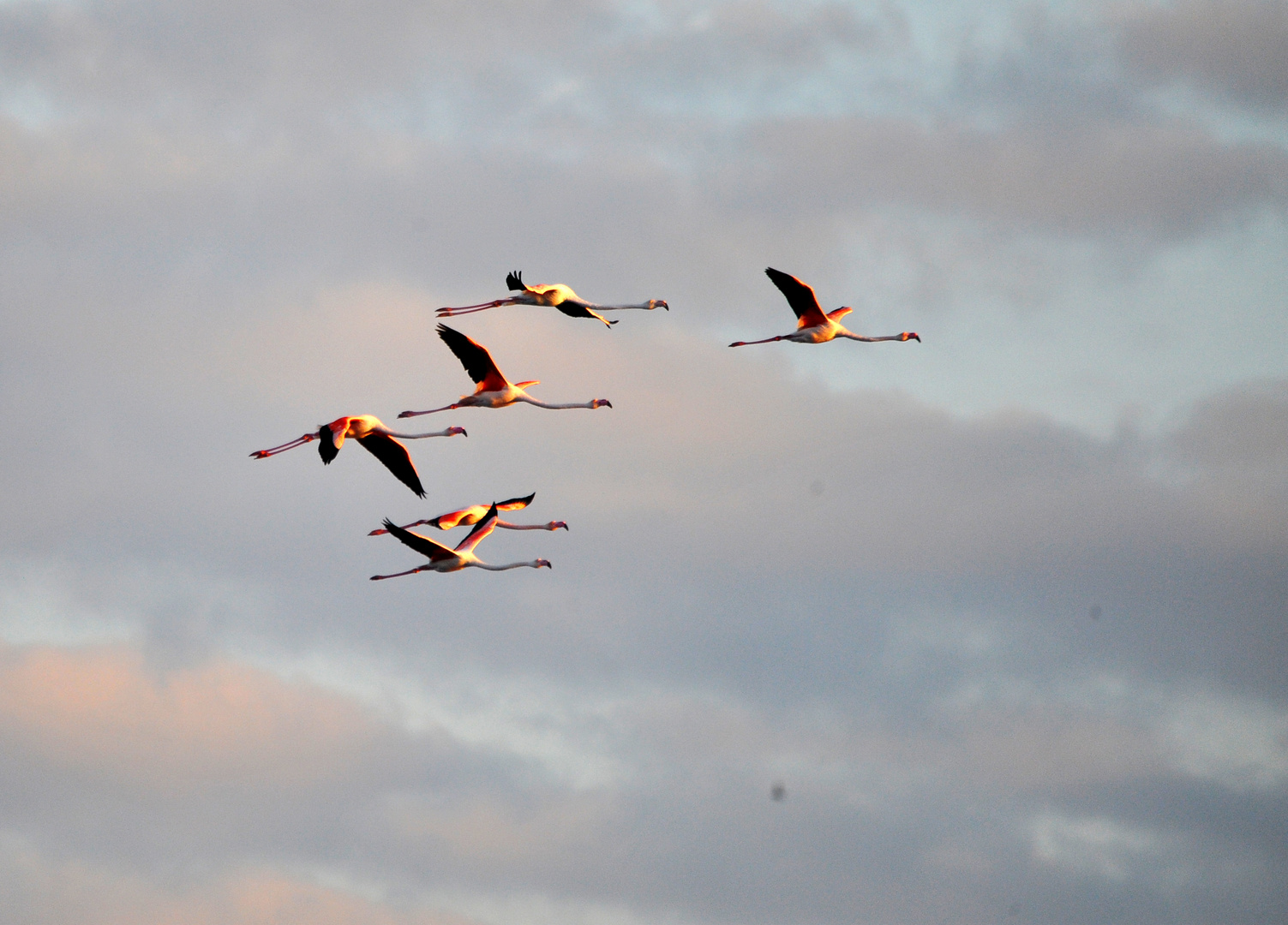 fenicotteri in volo