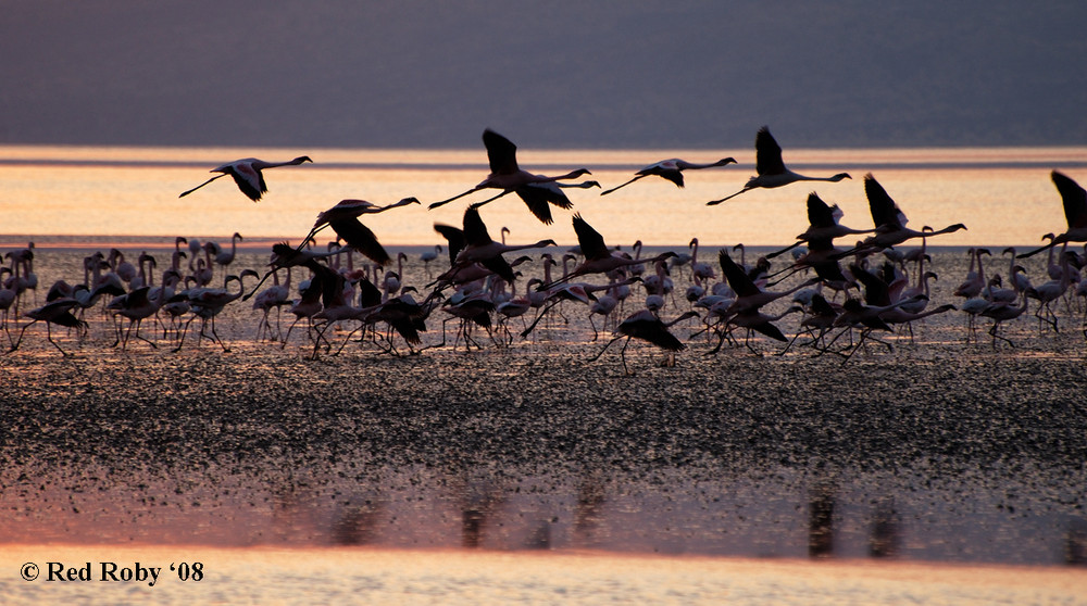 Fenicotteri - Lake Natron -Tanzania