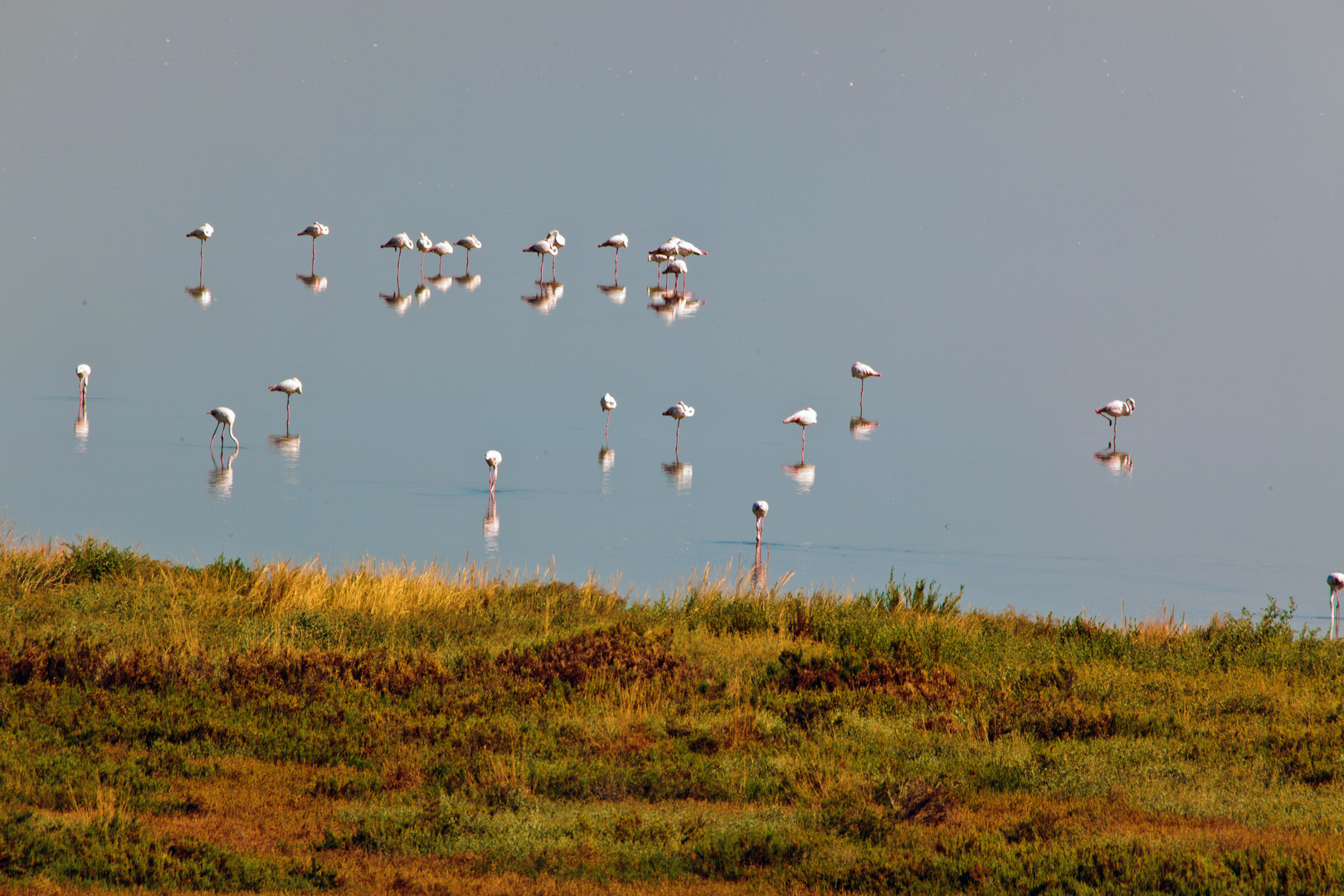 Fenicotteri nel Delta del Po