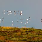 Fenicotteri nel Delta del Po