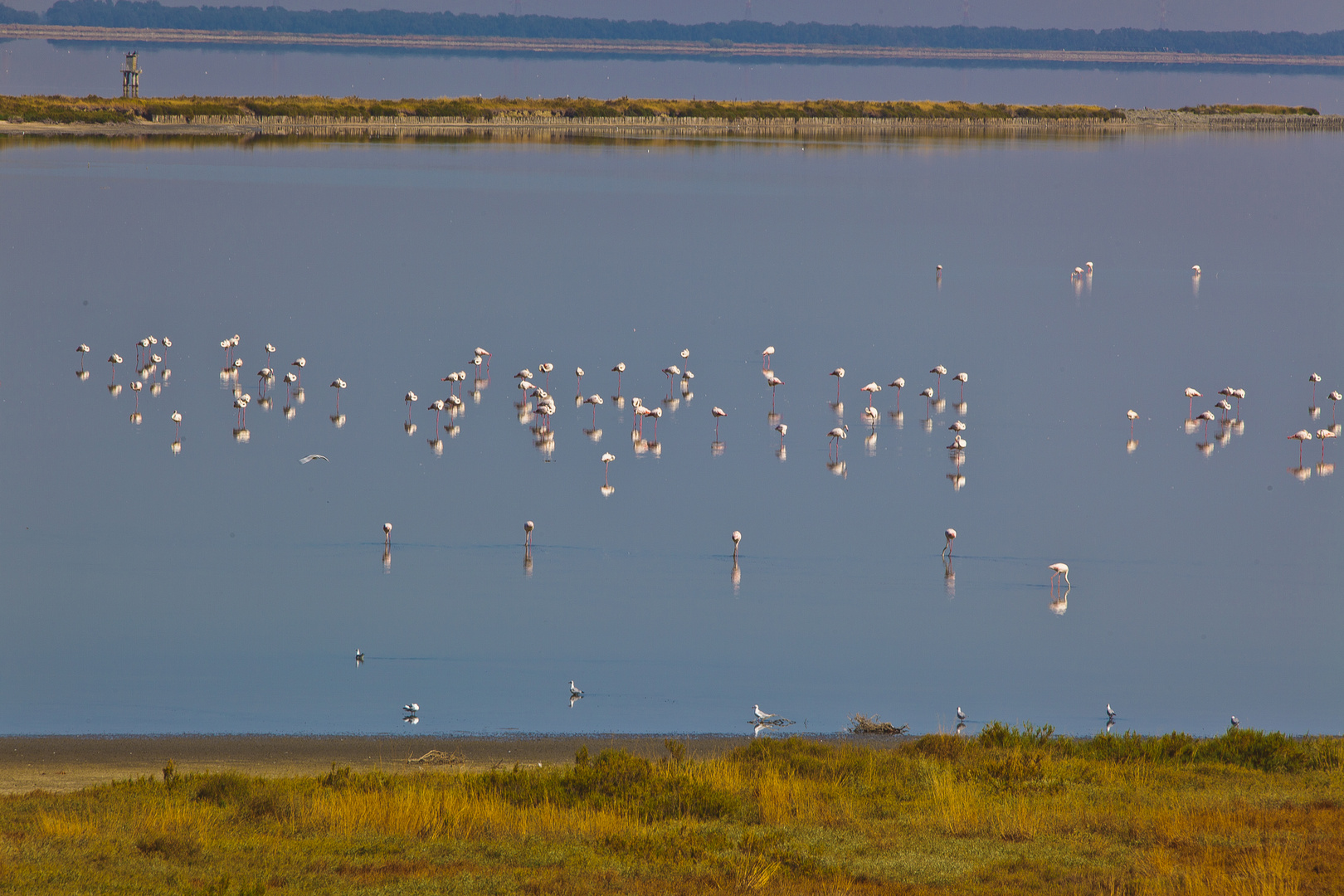 Fenicotteri nel Delta del Po