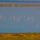 Fenicotteri nel Delta del Po