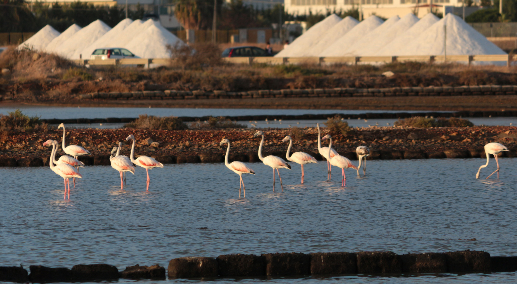 Fenicotteri nelle saline di Trapani