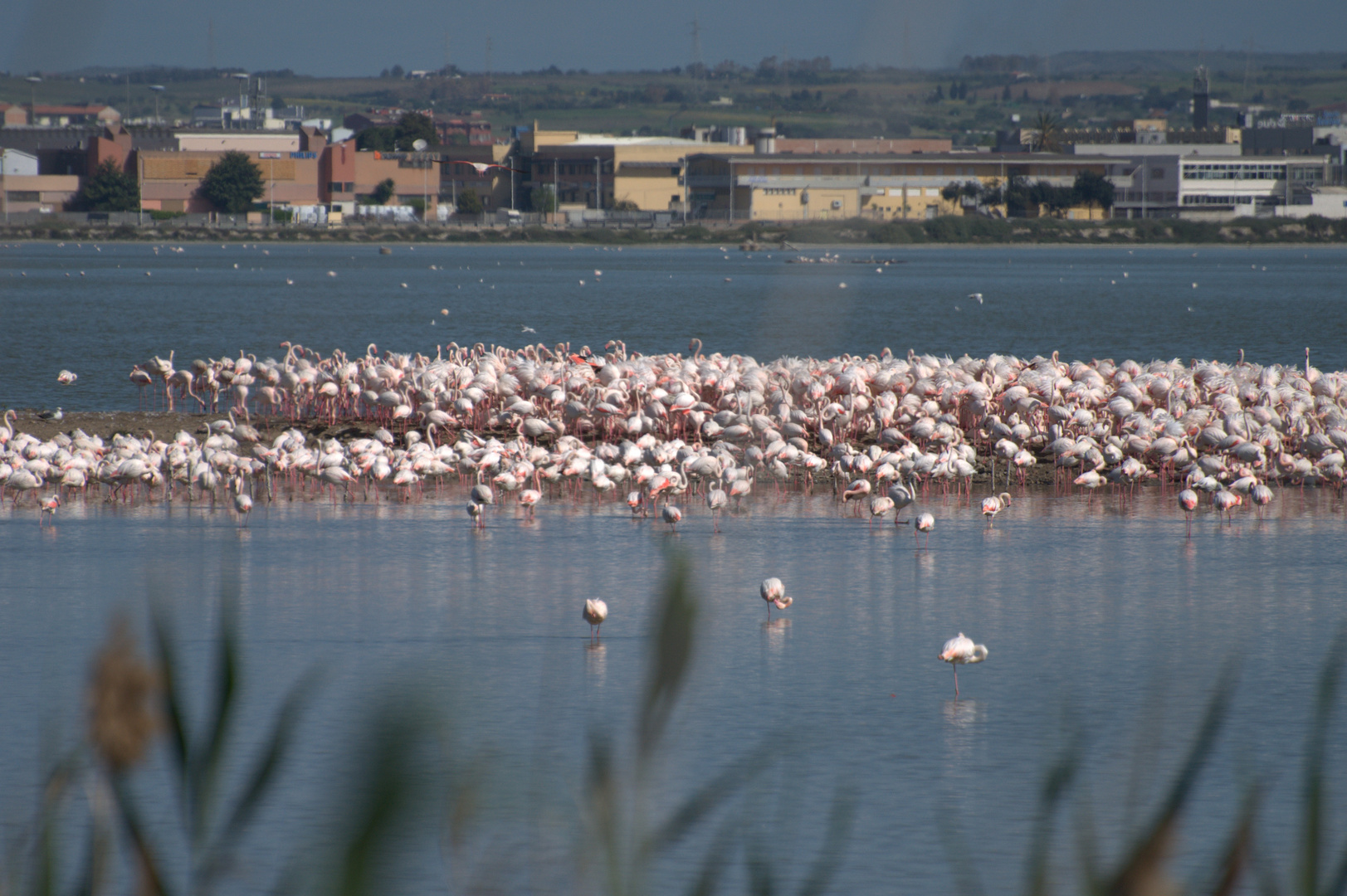 fenicotteri rosa