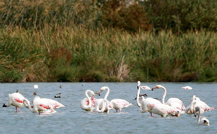 fenicotteri rosa