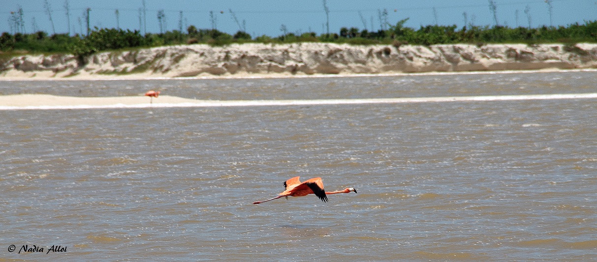 Fenicotteri Rosa