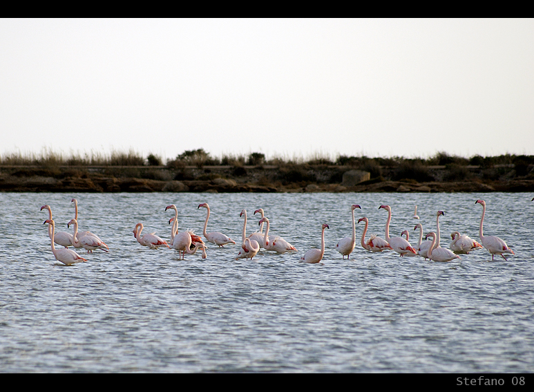 Fenicotteri rosa