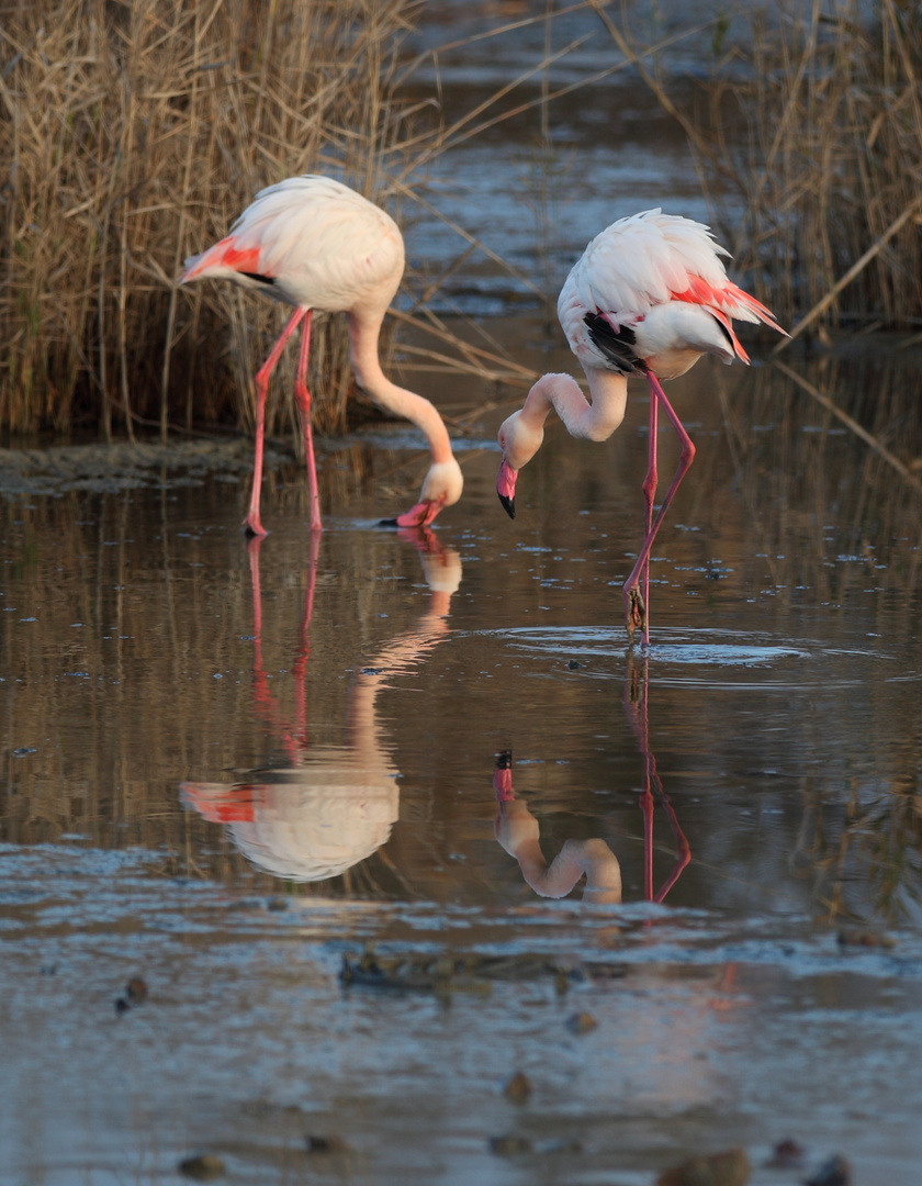 Fenicotteri Rosa