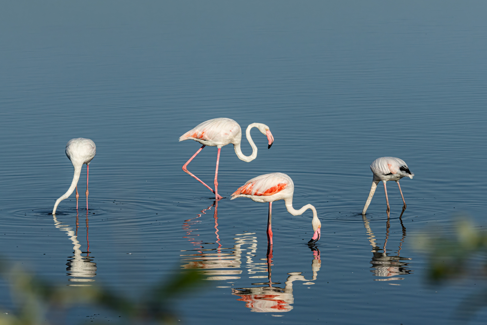 Fenicotteri rosa