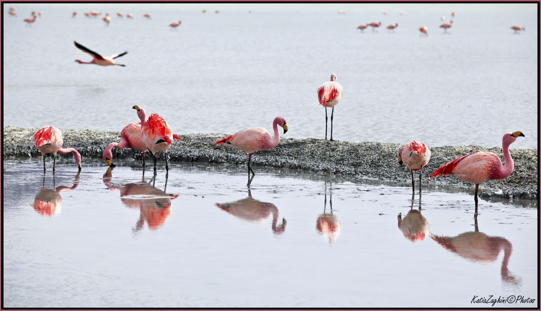 Fenicotteri Rosa