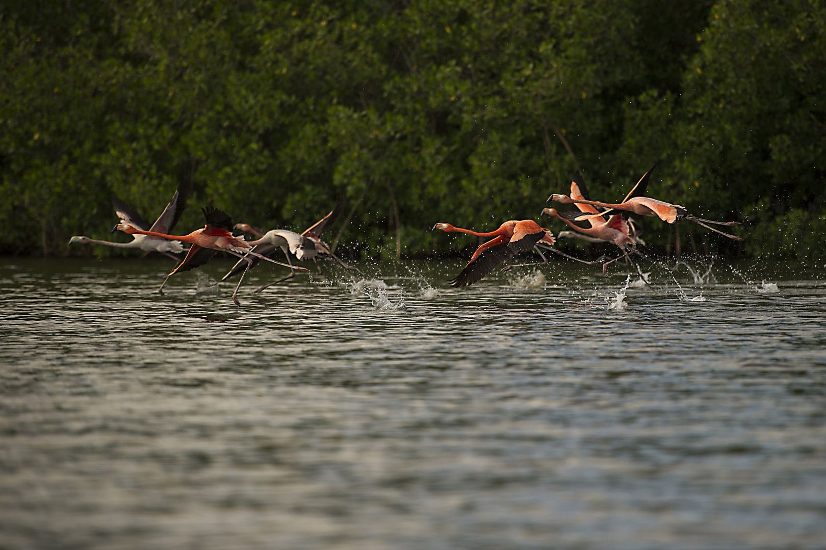 FENICOTTERI ROSA