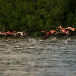 FENICOTTERI ROSA