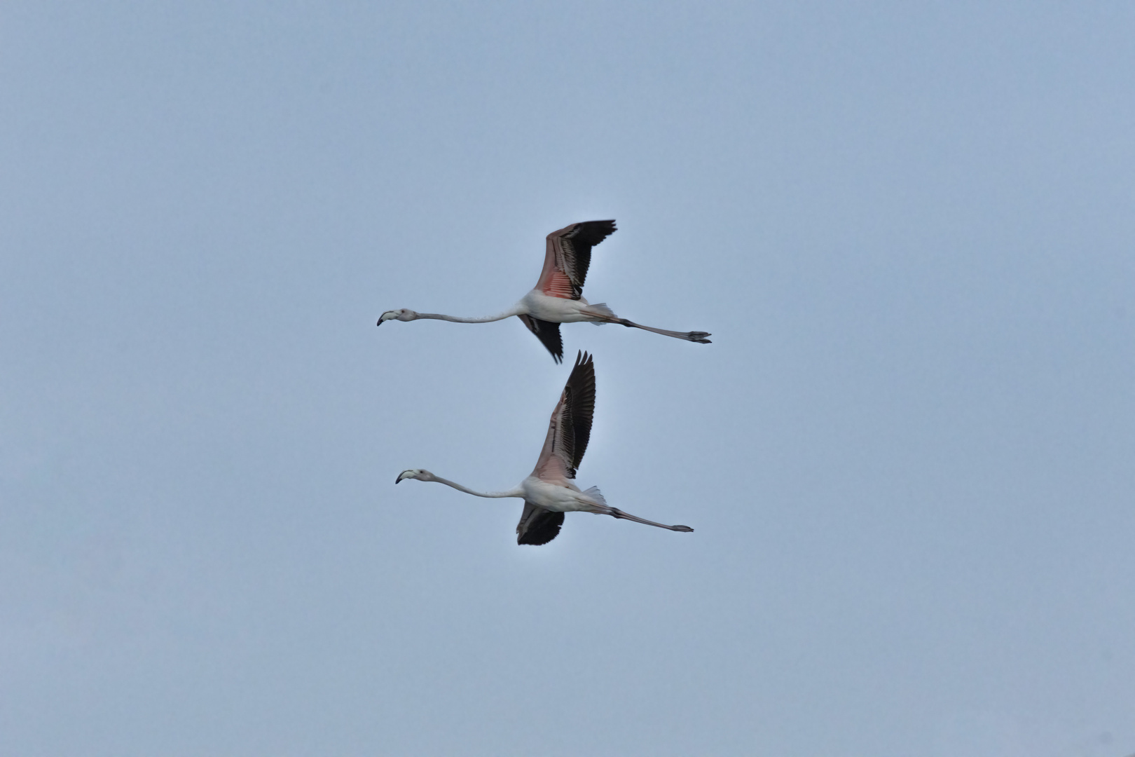 Fenicotteri Rosa