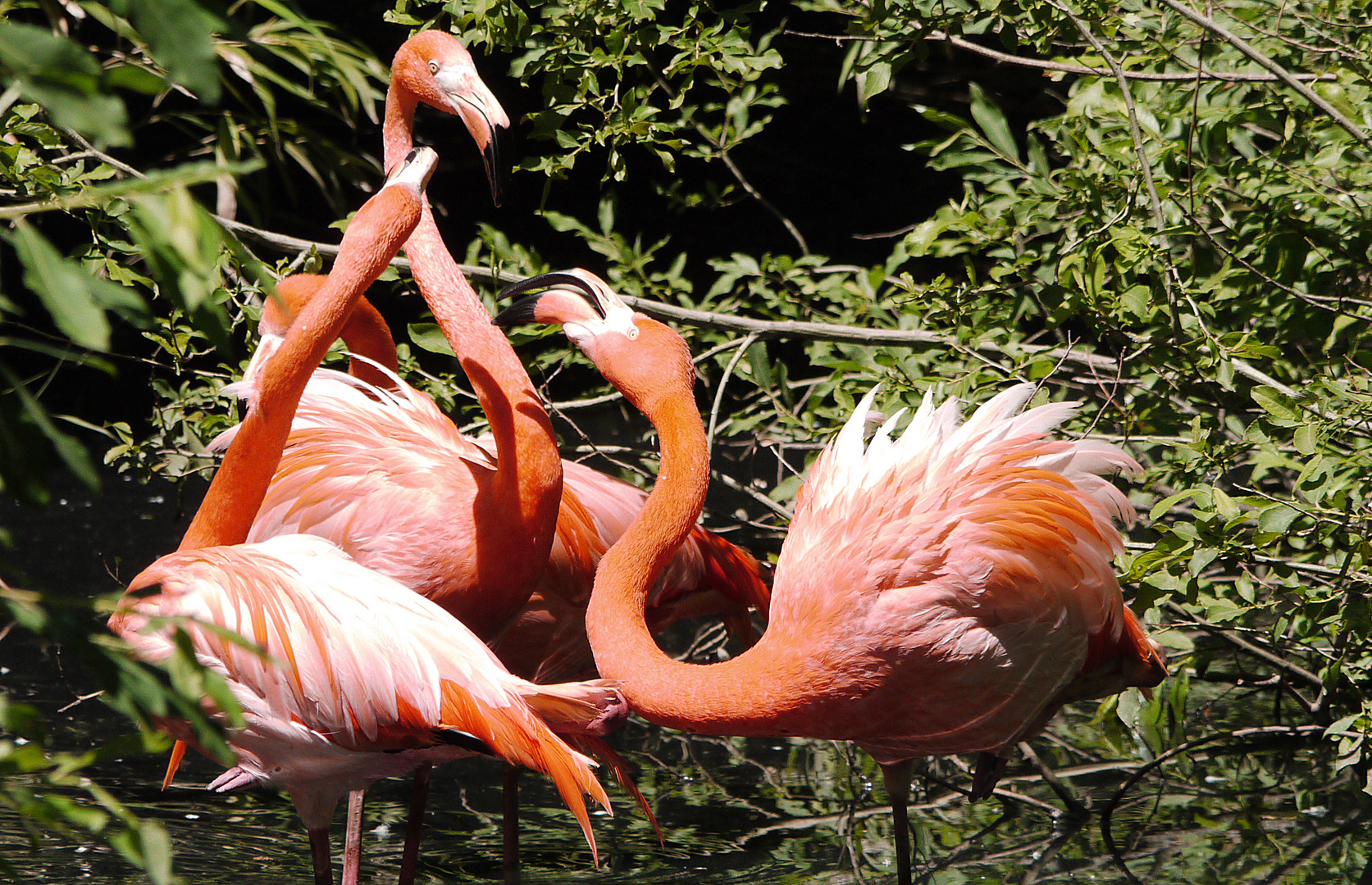 Fenicotteri rosa