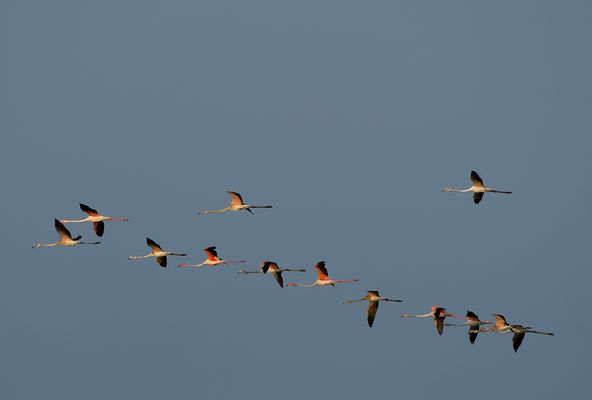 Fenicotteri Rosa al tramonto