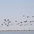 fenicotteri rosa allo stagno di notteri a villasimius