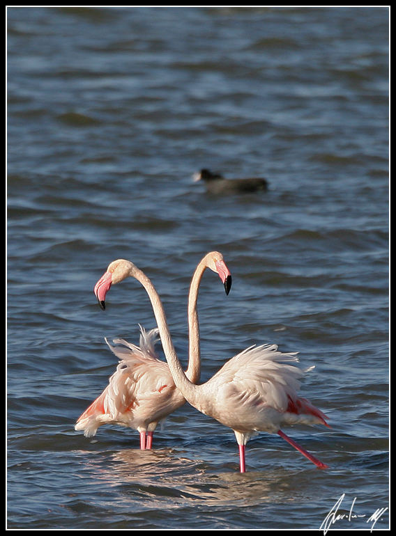 Fenicotteri rosa