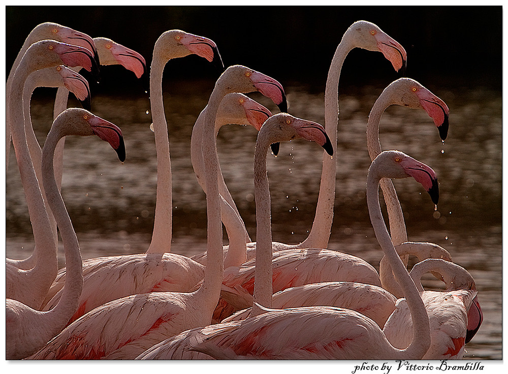 fenicotteri rosa (camargue)