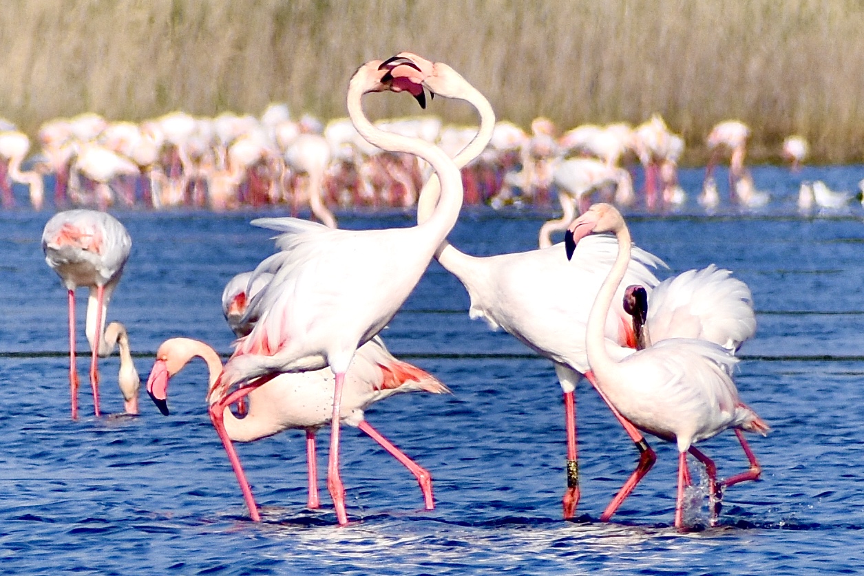 Fenicotteri rosa durante il corteggiamento Laguna di Boi Cerbus Portoscuso Sud Sardegna 