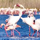 Fenicotteri rosa durante il corteggiamento Laguna di Boi Cerbus Portoscuso Sud Sardegna 