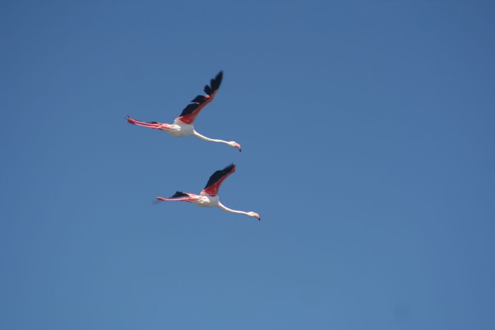 Fenicotteri rosa in volo