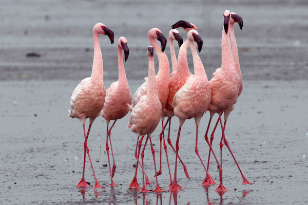 Fenicotteri Rosa, Lake Nakuru, Kenya