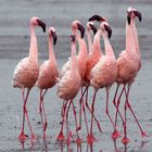 Fenicotteri Rosa, Lake Nakuru, Kenya