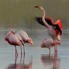 Fenicotteri rosa-Phoenicopterus roseus