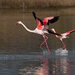 Fenicotteri rosa-Phoenicopterus roseus