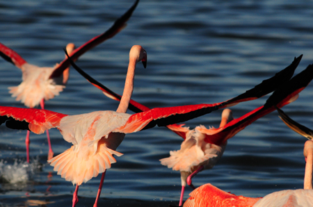 Fenicotteri rosa - Phoenicopterus ruber - Sardegna