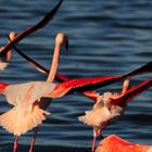 Fenicotteri rosa - Phoenicopterus ruber - Sardegna