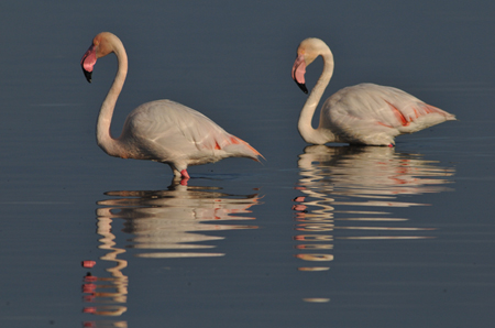 Fenicotteri rosa - Phoenicopterus ruber - Sardegna