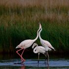 Fenicotteri rosa - Phoenicopterus ruber - Sardegna