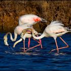 Fenicotteri rosa (saline di Trapani)