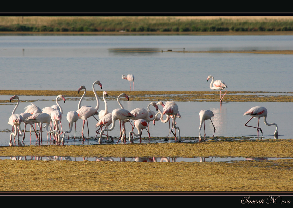 Fenicotteri - Saline di Cervia