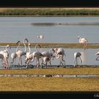 Fenicotteri - Saline di Cervia