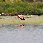 Fenicotteri - Se ti prendo................