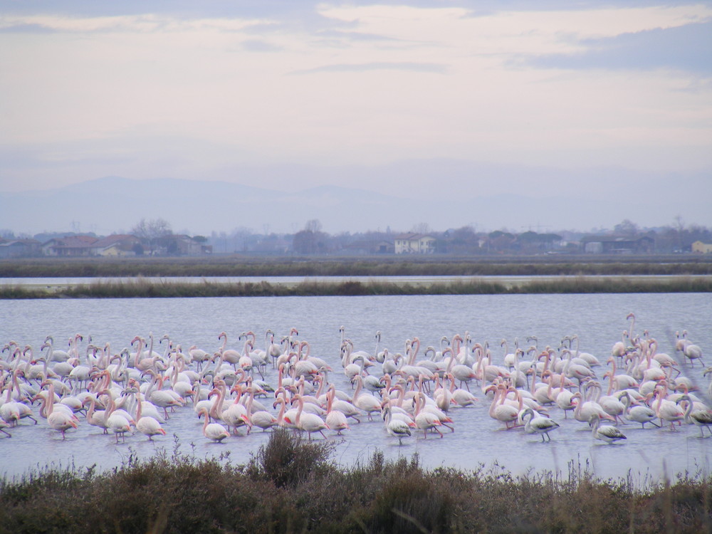 Fenicotteri sulle saline