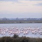 Fenicotteri sulle saline