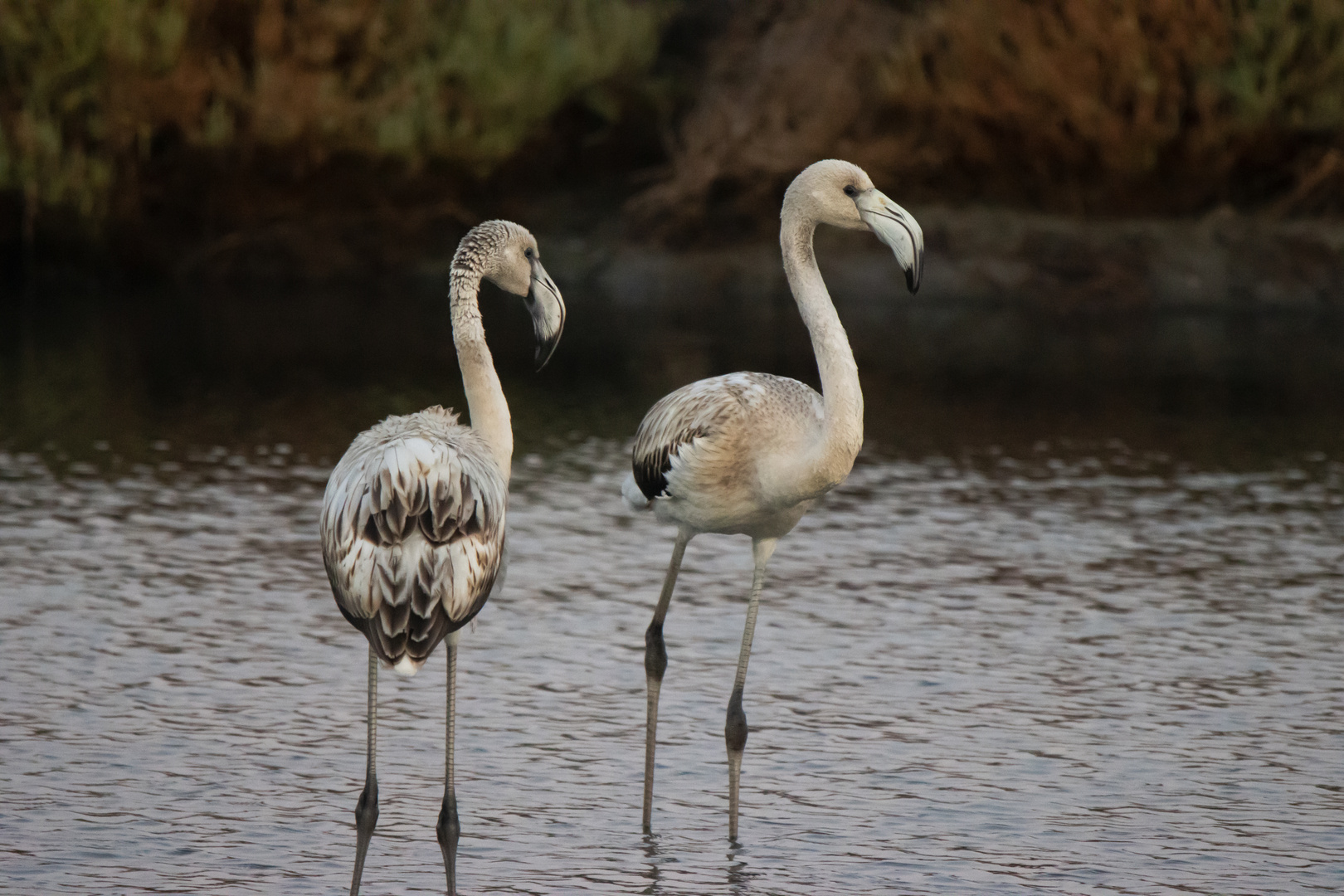 Fenicotteri_Laguna di Orbetello