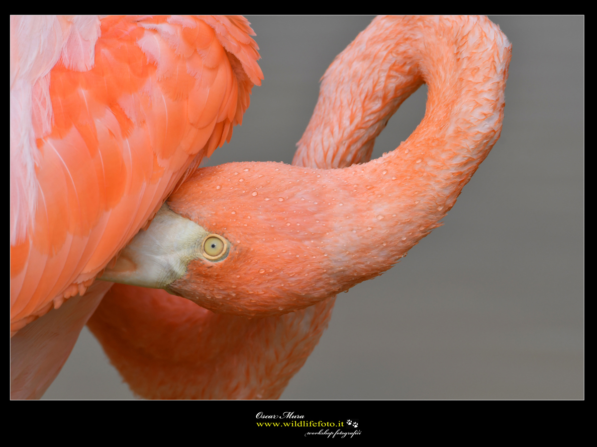 Fenicottero Americano workshop galapagos https://www.wildlifefoto.it/