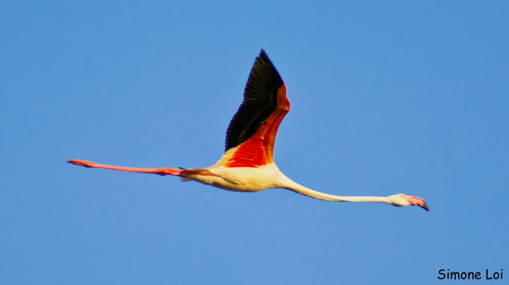 Fenicottero in volo