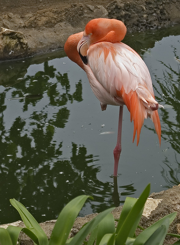 Fenicottero rosa