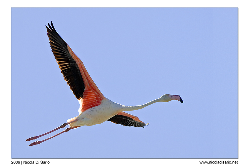 Fenicottero Rosa in volo