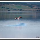 Fenicottero rosa " La ballerina sull' acqua)