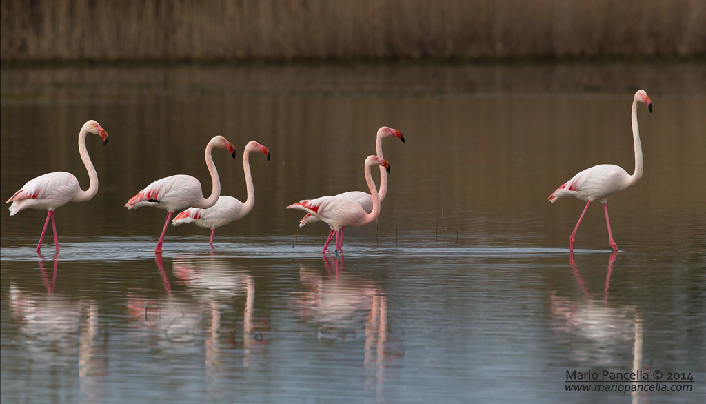 Fenicotteroi rosa-Phoenicopterus roseus