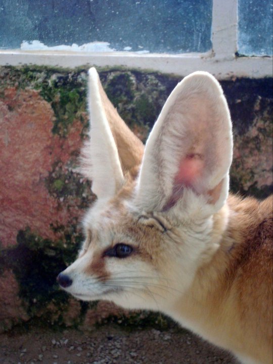 Fennec