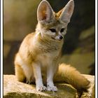 Fennec Wüstenfuchs