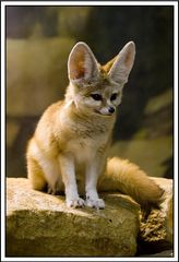 Fennec Wüstenfuchs