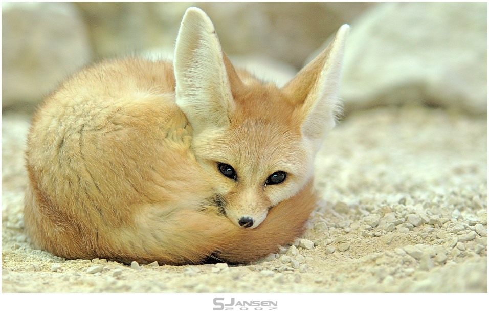 Fennecus zerda